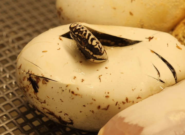 Russian Rat Snake